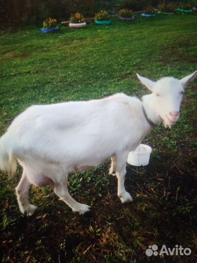 Продаю козу