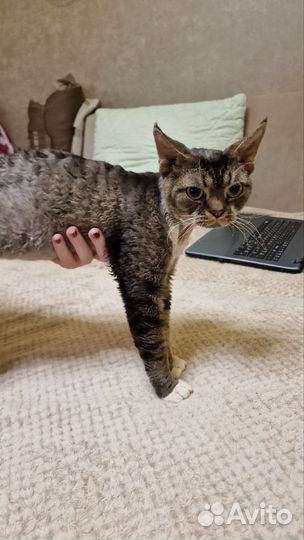 Котики в дар