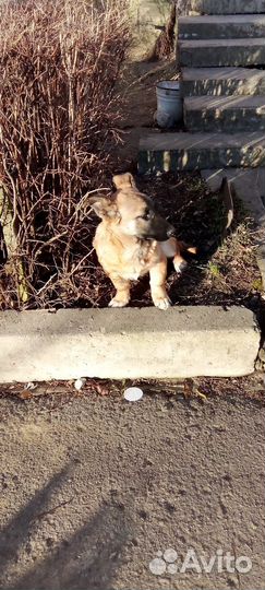 Щенок девочка в добрые руки