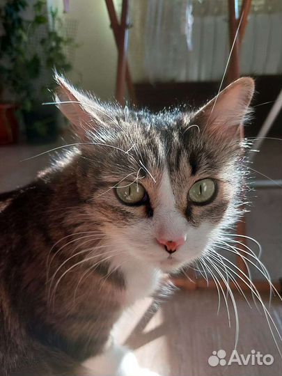 Передержка кошек