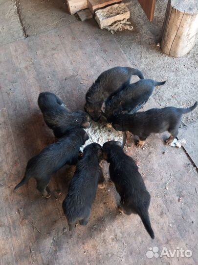 Немецкая овчарка. 6 щенков