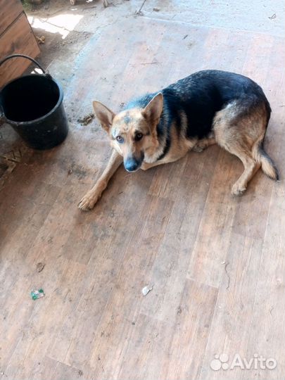 Немецкая овчарка. 6 щенков