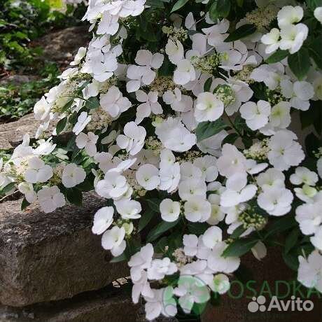 Гортензии Сбежавшая невеста