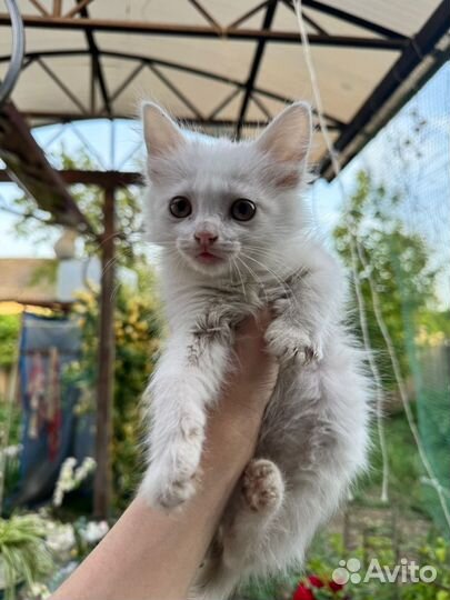Котята