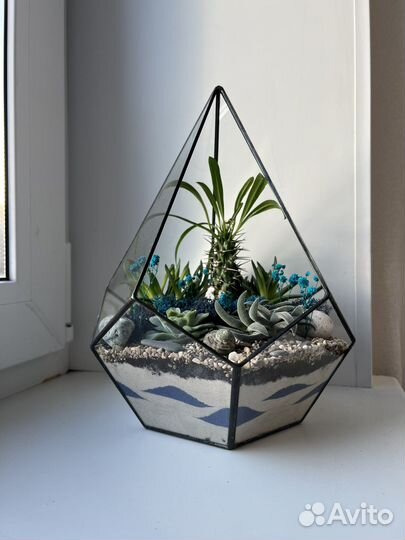 Комнатные растения цветы