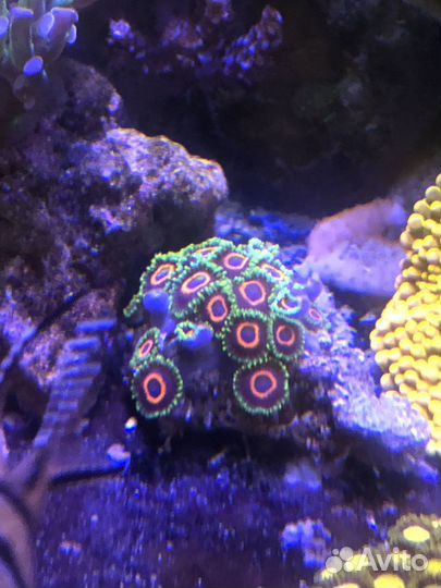 Кораллы в морской аквариум