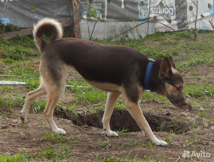 Небольшая добродушная собака из приюта