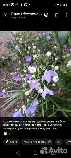 Зефирантес