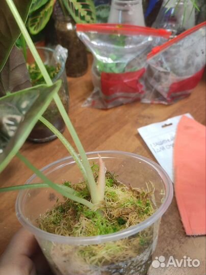 Алоказия Азлани