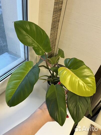 Филодендроны Пин Тонг