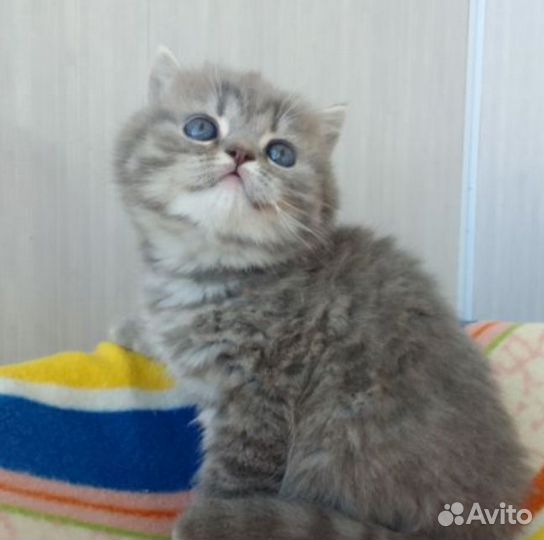 Британская красотка