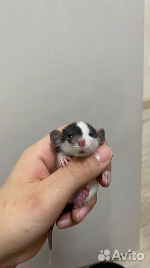 Декоративная крыса дамбо