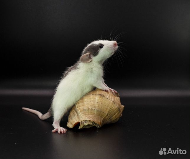 Крыса. Крысята. Дамбо крыса. Питомник