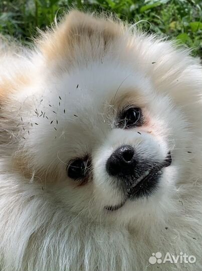 Немецкий шпиц вязка