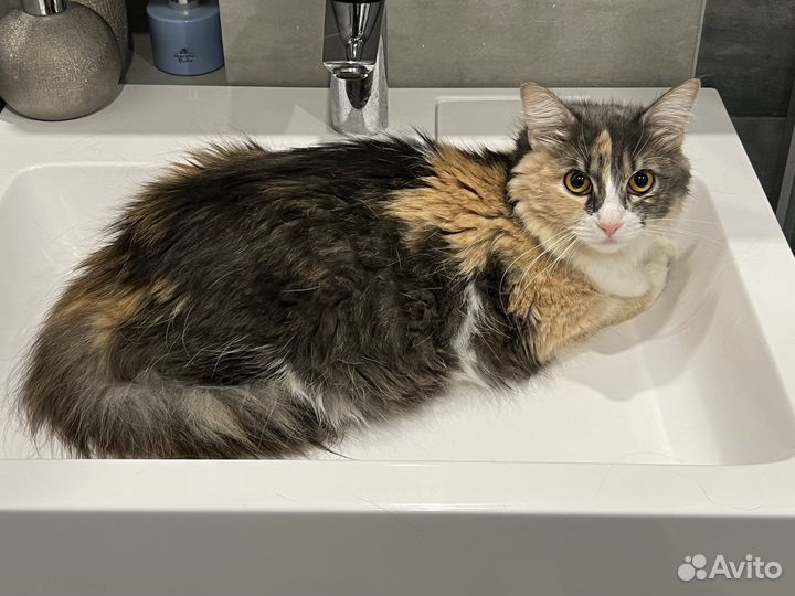 Кошка в дар бесплатно