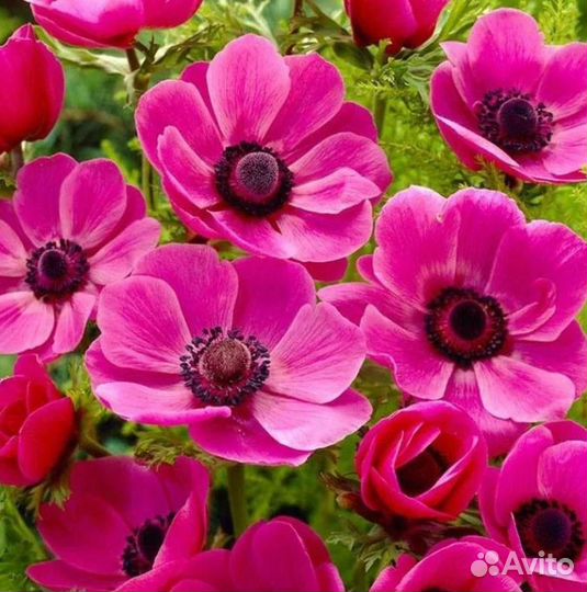 Анемона ди Каен клубни микс