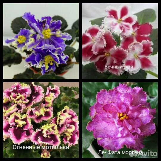 Листья фиалок