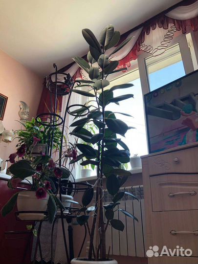 Фикус,более 2м