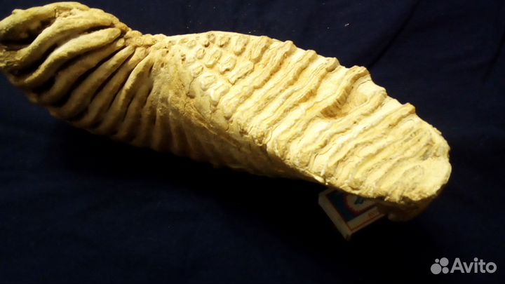 Зуб мамонта