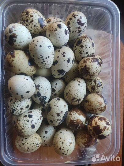 Яйца перепелиные домашние