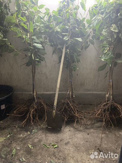 Саженцы черешни