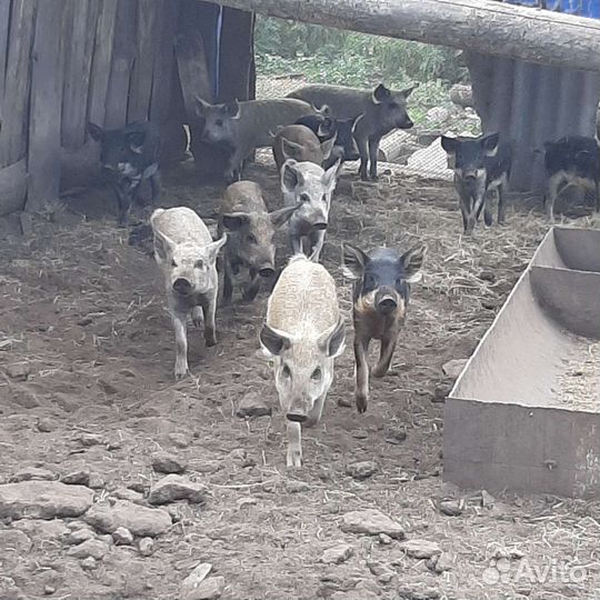 Фермерское хозяйство