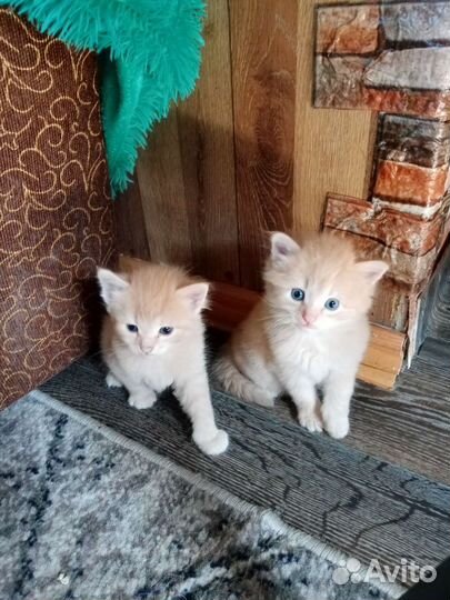 Котята