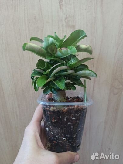 Адениум мини, сеянцы из семян