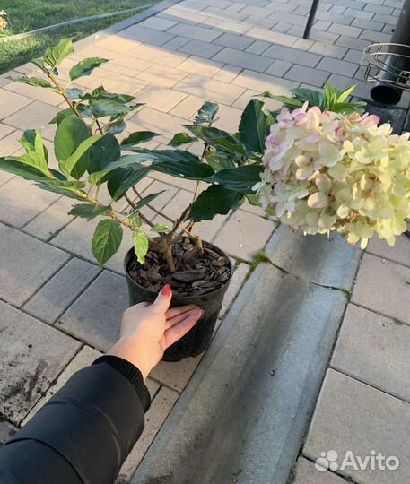 Гортензия саженцы