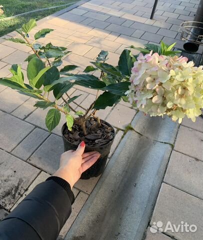 Гортензия саженцы