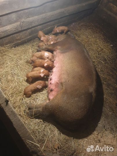 Поросята породы дюрок