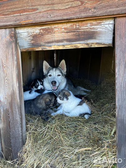 Раздаем щенят