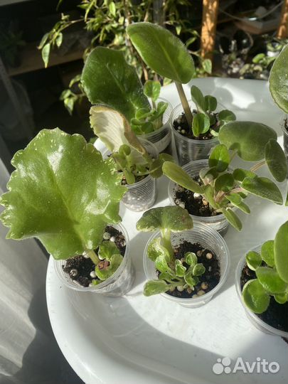 Детки сортовых фиалок, лист с детками