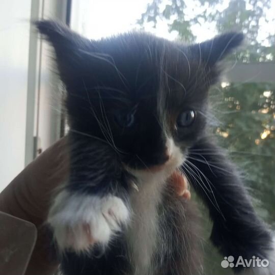 Кошка в дар