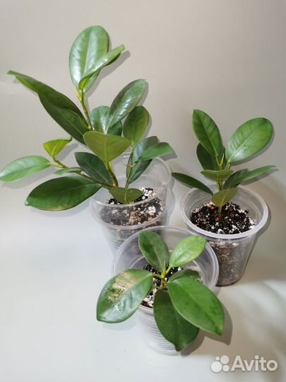 Фикусы сортовые