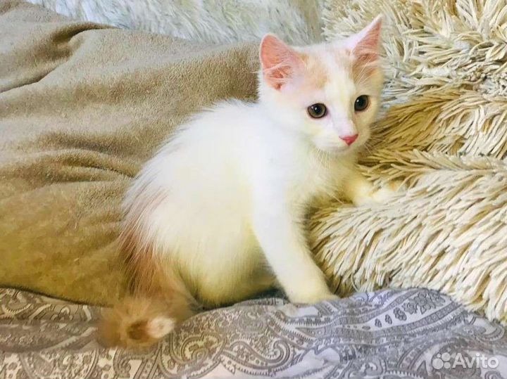 Пушистый котенок мальчик ищет дом
