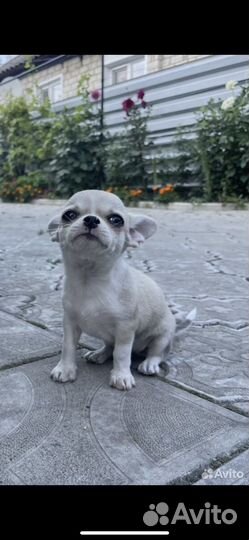 Чихуахуа девочка