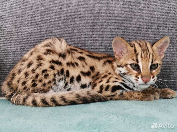 Азиатская леопардовая кошка f0