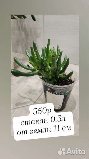 Крассула Хоббит