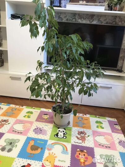 Фикус женское счастье декабристов