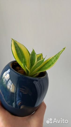 Сансевиерия ханни