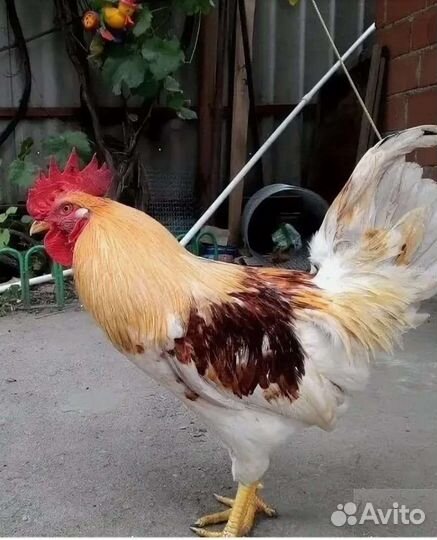 Молодые петушки