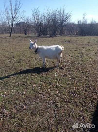 Коза дойная