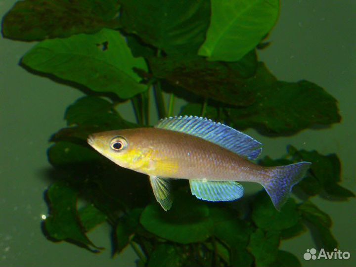 Цихлиды о.Танганьика