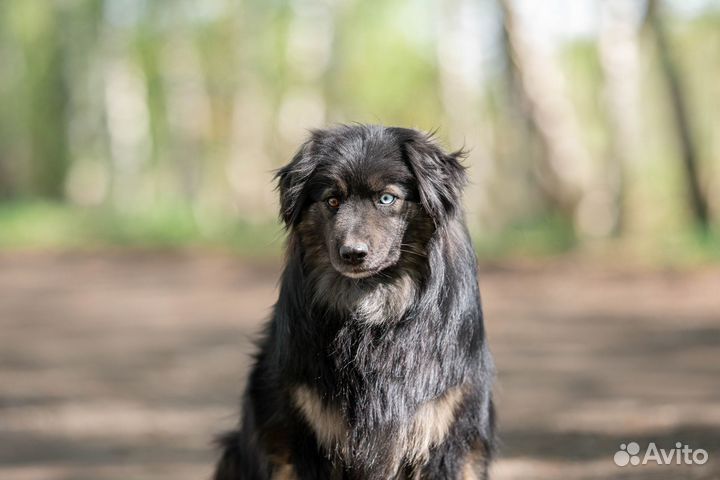 Шикарная собакам медленно увядает в вольере