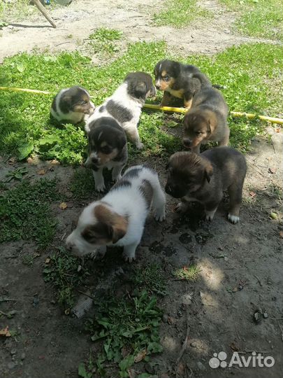 Щенки