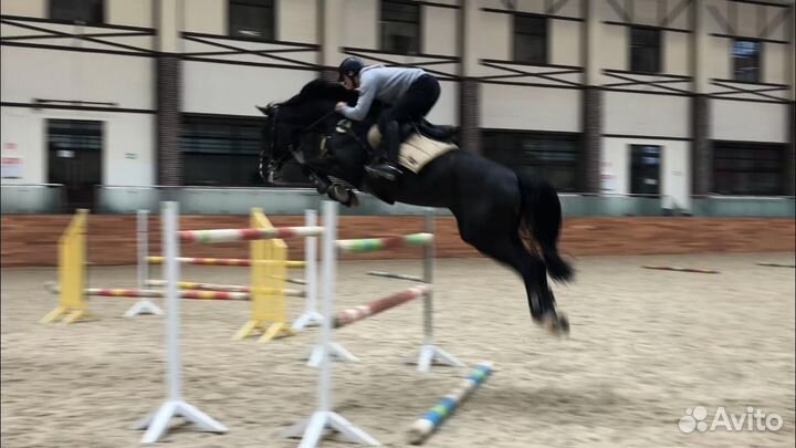 Занятия конным спортом и Аренда лошадей