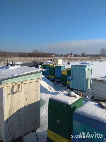 Пчелопакеты бакфаст