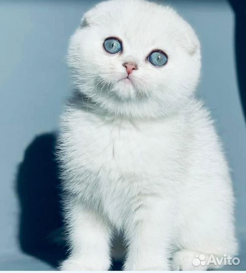 Котятки лапки