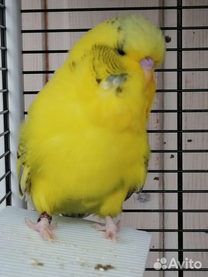 Выставочный волнистый попугай